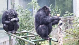 Ricerca, anche gorilla e scimpanzé 'conoscono' l'economia