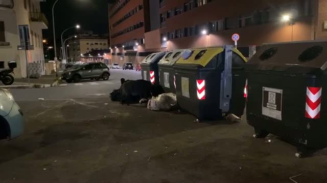 Roma, il 'super cinghiale' davanti alla Rai - Video