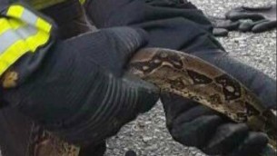 Roma, un serpente al San Camillo: paura in ospedale