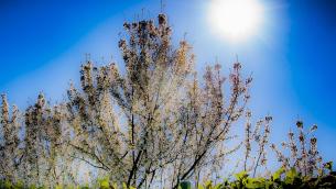 Salute, internista Giannini: "In primavera vitamina D bassa, serve per armare difese"