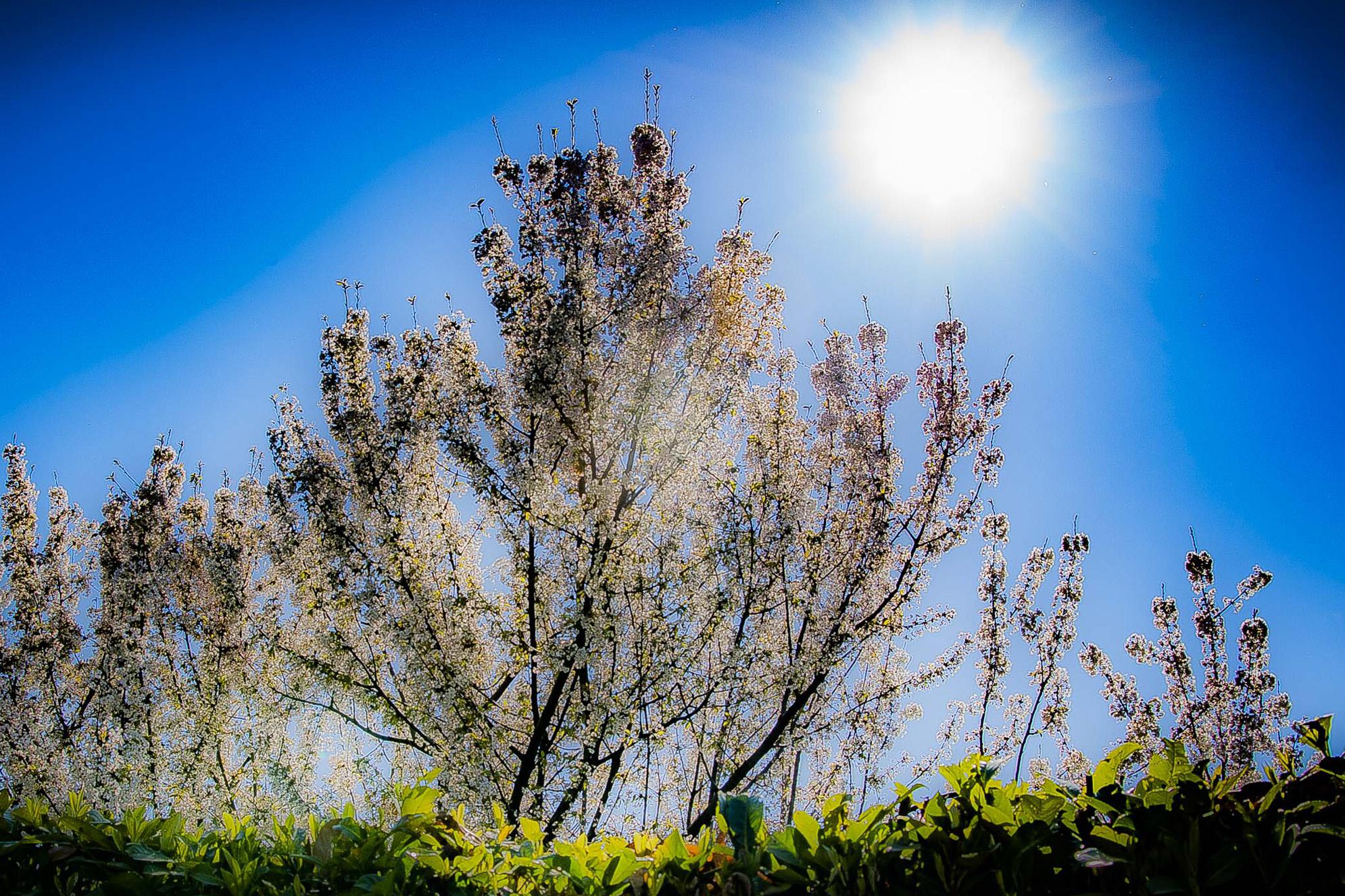 Salute, internista Giannini: "In primavera vitamina D bassa, serve per armare difese"