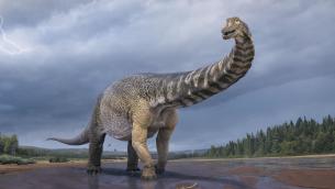 Scoperta nuova specie dinosauro, lungo come campo da basket