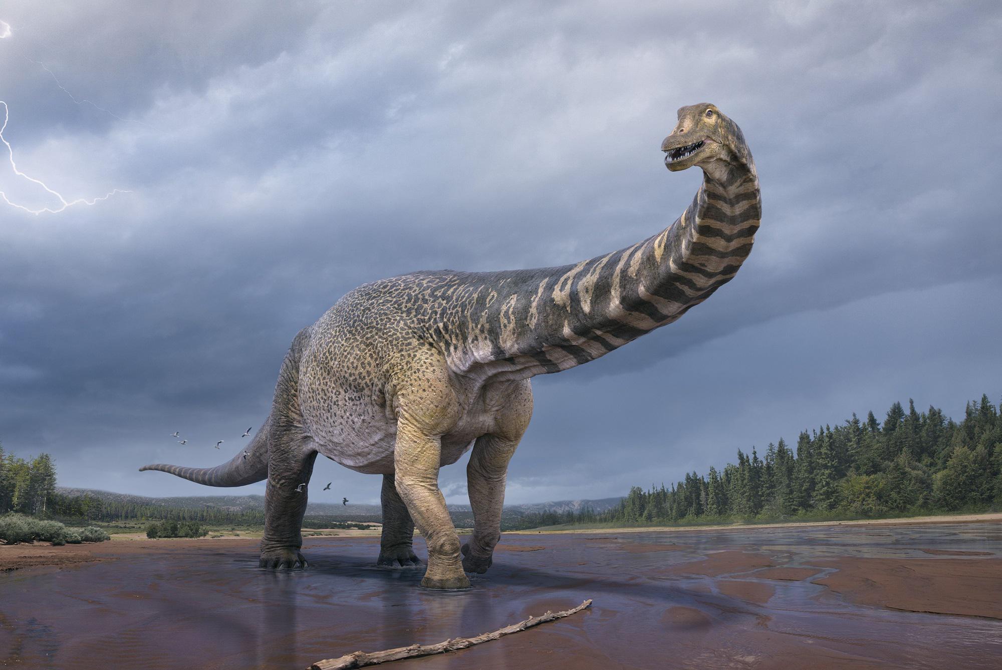 Scoperta nuova specie dinosauro, lungo come campo da basket