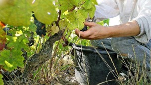 Servizio civile agricolo, oggi esce il bando: quali sono le prime informazioni