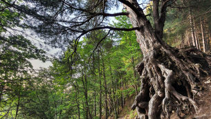 Un pino laricio nel Parco della Sila (foto di A. Gandolfi)