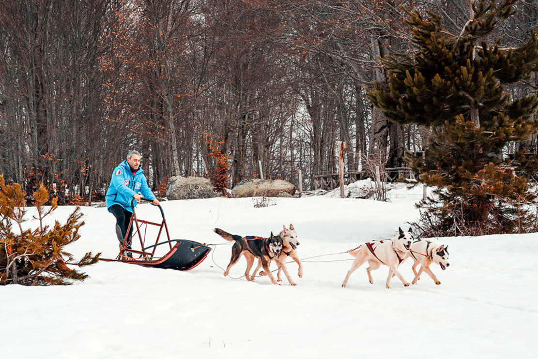 sledog