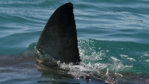 Squali attaccano catamarano, salvati i 3 a bordo che facevano il giro del mondo