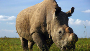 sudan_ultimo_rhino_bianco_small