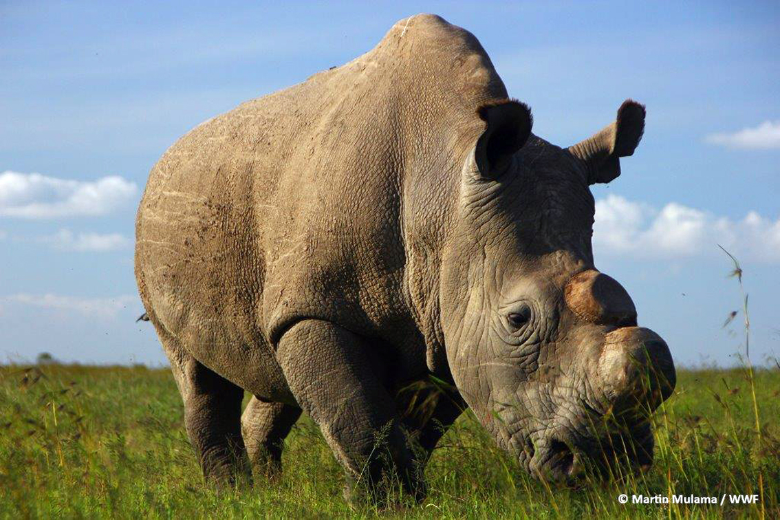 sudan_ultimo_rhino_bianco_small