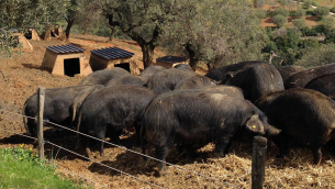 Suini neri di Calabria della Filiera Madeo