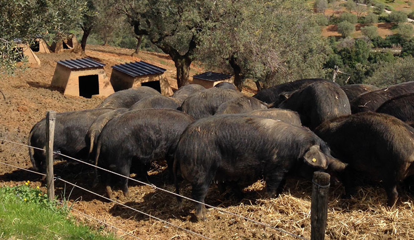 Suini neri di Calabria della Filiera Madeo