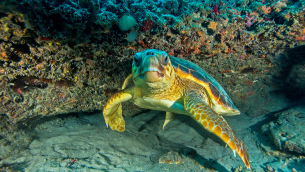 Underwater Photography by Douglas Klug Santa Barbara, CA klugd@cox.net