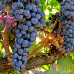 tempranillo_uva_3