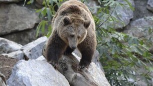 Trento, abbattuto nella notte l'orso M91: "Era pericoloso"