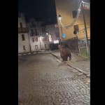 Trento, l'orso si aggira per Malè dopo la festa della scuola - Video