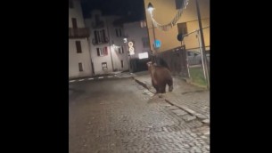 Trento, l'orso si aggira per Malè dopo la festa della scuola - Video