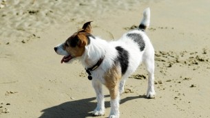 Vacanze al mare con cane, ecco le spiagge italiane più dog friendly