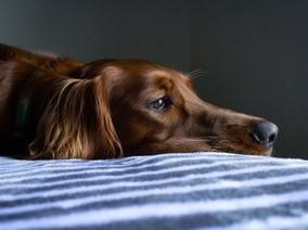 Vaiolo scimmie, a Parigi primo caso al mondo di contagio uomo-cane