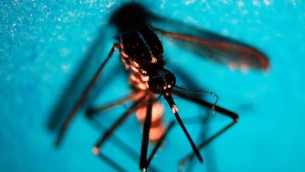 West Nile, 51 nuovi casi in una settimana: salgono a 16 i morti