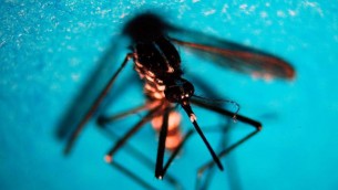 West Nile, Europa nel pieno della stagione: da luglio casi in aumento