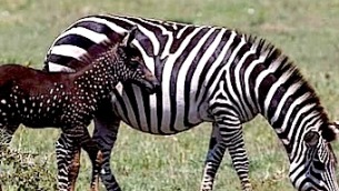 zebra